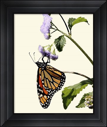 Framed Butterfly Print