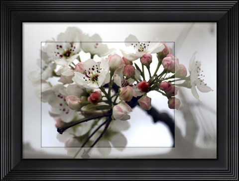 Framed Cherry Blooms Print