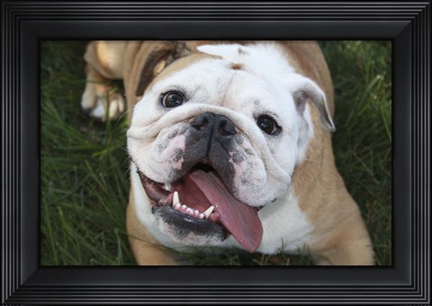Framed Happy Bulldog Print