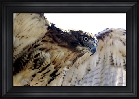 Framed Hawk Swoop Print
