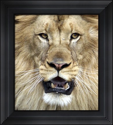 Framed King of The Forest Print