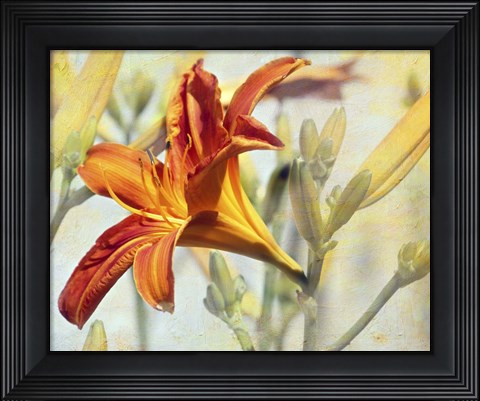 Framed Lily Print