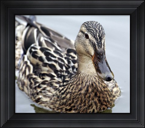 Framed Mallard Print