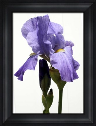Framed Orchid Print