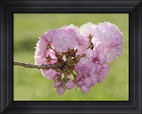 Framed Pink Blooms on Branch Print