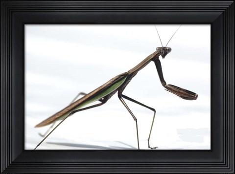 Framed Praying Mantis Print