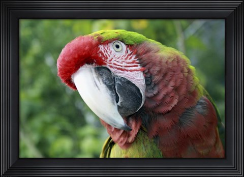 Framed Quizacle Parrot Print