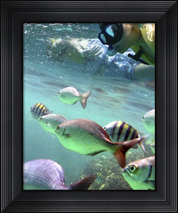 Framed Snorkeling Print