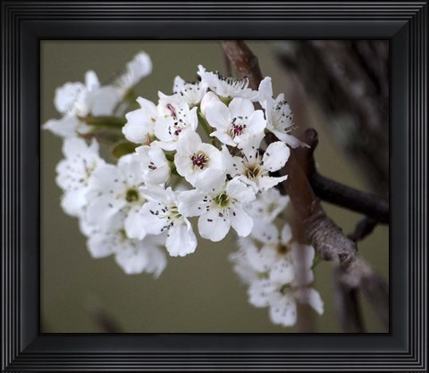 Framed Spring Blooms I Print
