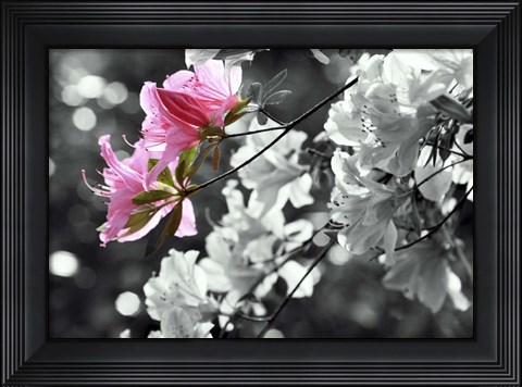 Framed Spring Blooms II Print