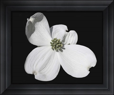 Framed White Dogwood Bloom Print