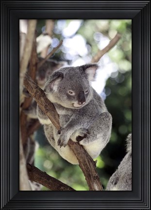 Framed Australia 4 Print