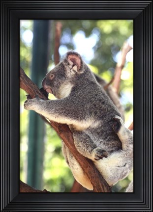 Framed Australia 6 Print