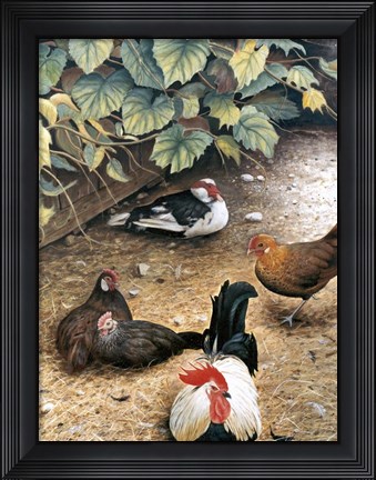 Framed Old Barnyard Chickens Print