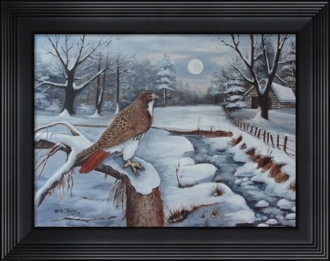 Framed Red Tailed Hawk Print