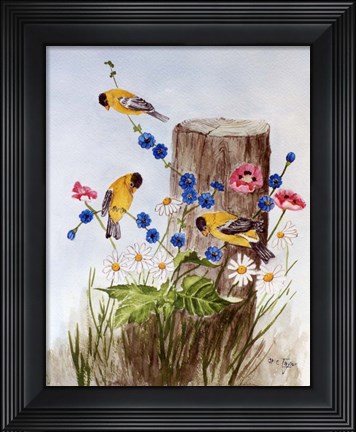 Framed American Goldfinch 3 Print