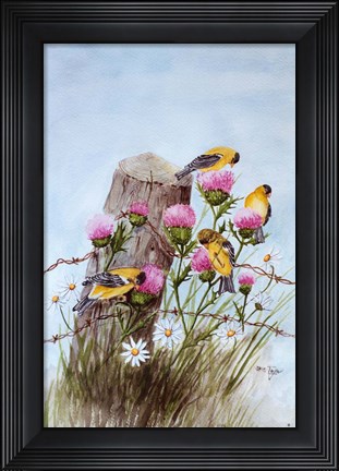 Framed American Goldfinch Print