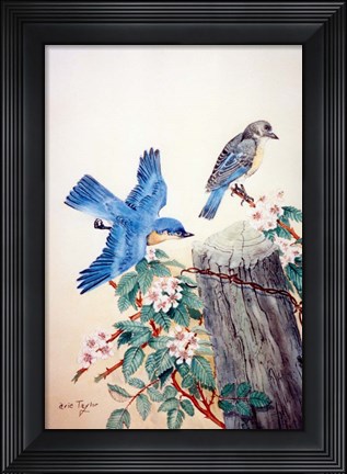 Framed Bluebirds Print
