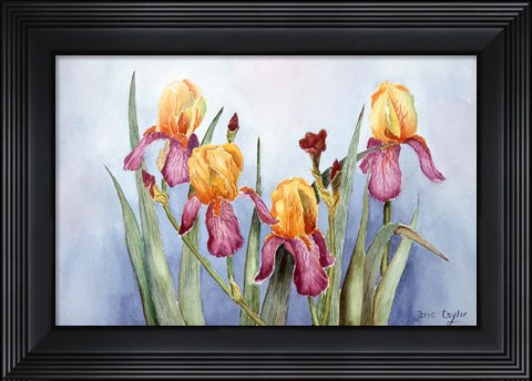 Framed Irises Four Print