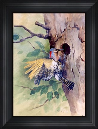Framed Woodpecker Print