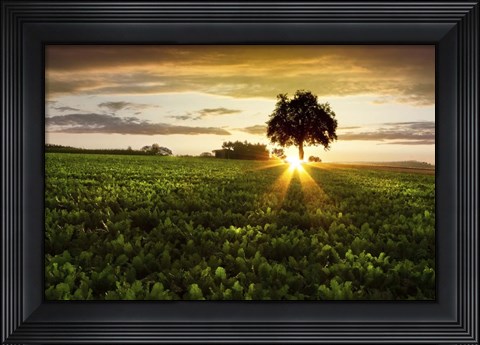 Framed Golden Evening Print