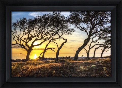 Framed Coastal Grove Print