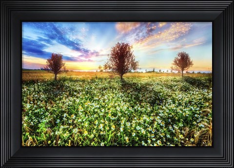 Framed Wildflower Sunset Print