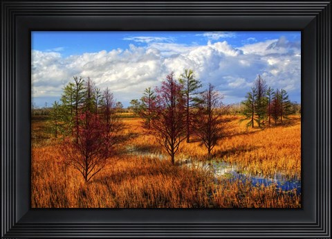 Framed Glades Evening Shadows Print