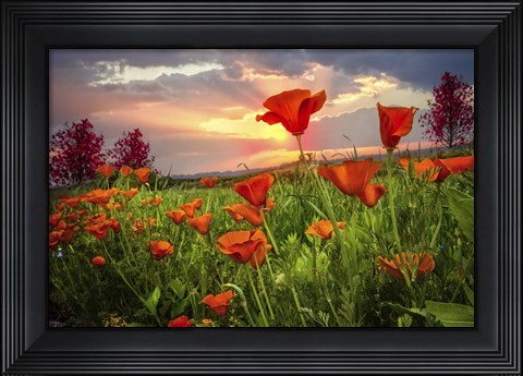 Framed Sunrise Poppies Print