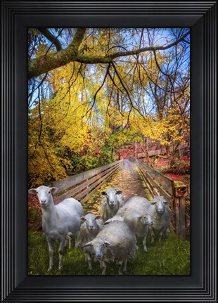 Framed Autumn Sheep Print