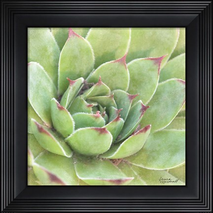 Framed Garden Succulents IV Color Print