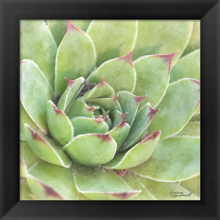 Framed Garden Succulents IV Color Print