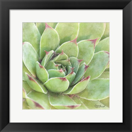 Framed Garden Succulents IV Color Print