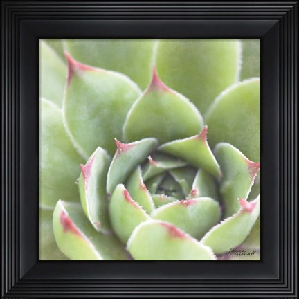 Framed Garden Succulents III Color Print