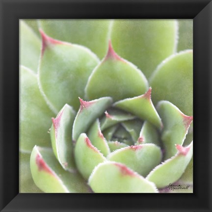 Framed Garden Succulents III Color Print