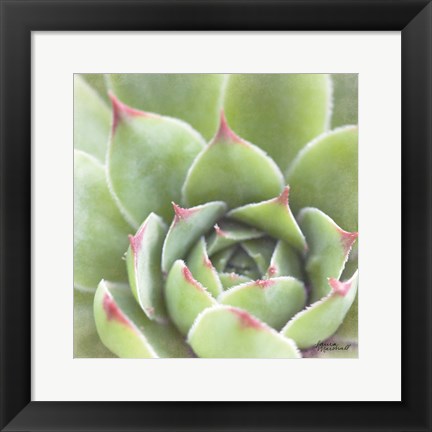 Framed Garden Succulents III Color Print