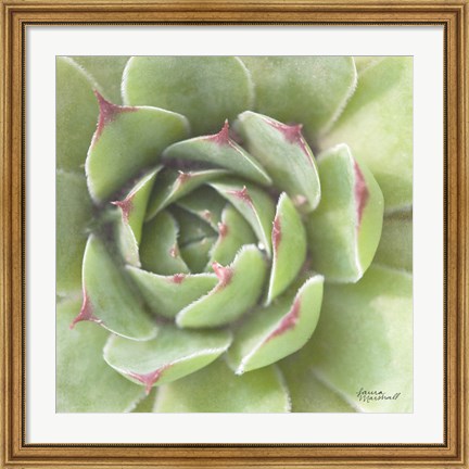 Framed Garden Succulents II Color Print