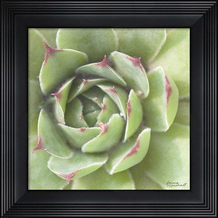 Framed Garden Succulents II Color Print