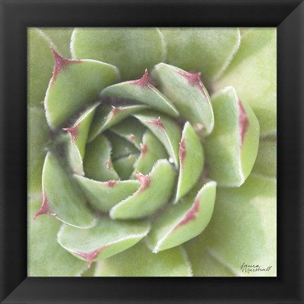 Framed Garden Succulents II Color Print