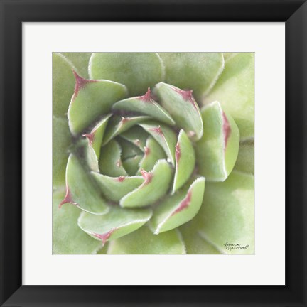 Framed Garden Succulents II Color Print