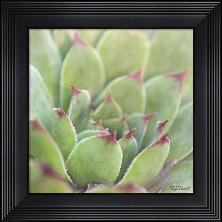 Framed Garden Succulents I Color Print
