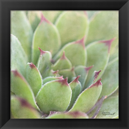 Framed Garden Succulents I Color Print