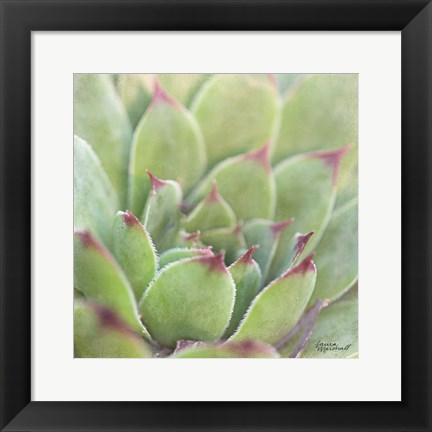 Framed Garden Succulents I Color Print