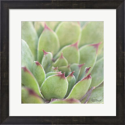 Framed Garden Succulents I Color Print