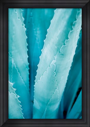 Framed Abstract Agava III Color Print