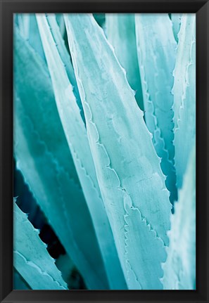 Framed Abstract Agava IV Color Print