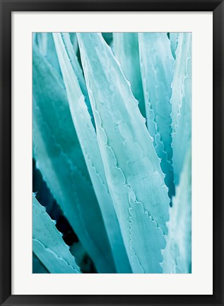 Framed Abstract Agava IV Color Print