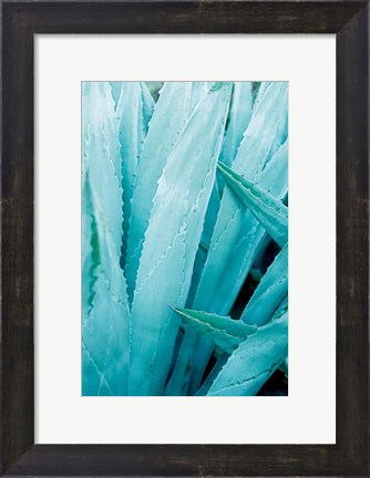 Framed Abstract Agava I Color Print