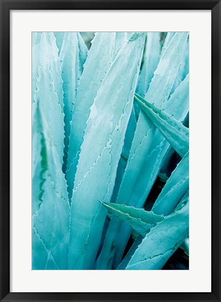 Framed Abstract Agava I Color Print