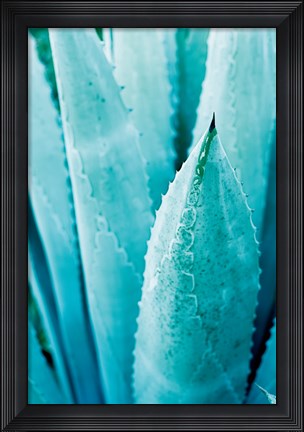 Framed Abstract Agava II Color Print